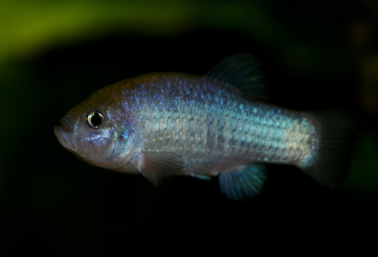 Cyprinodon nevadensis mionectens