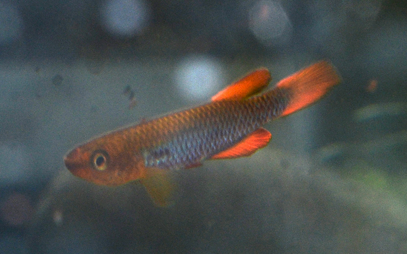 Aphyosemion citrineipinnis