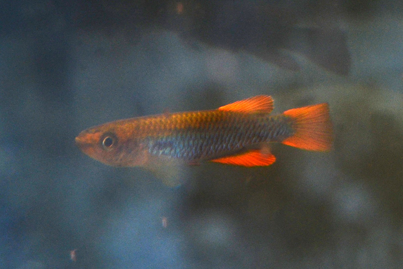 Aphyosemion citrineipinnis