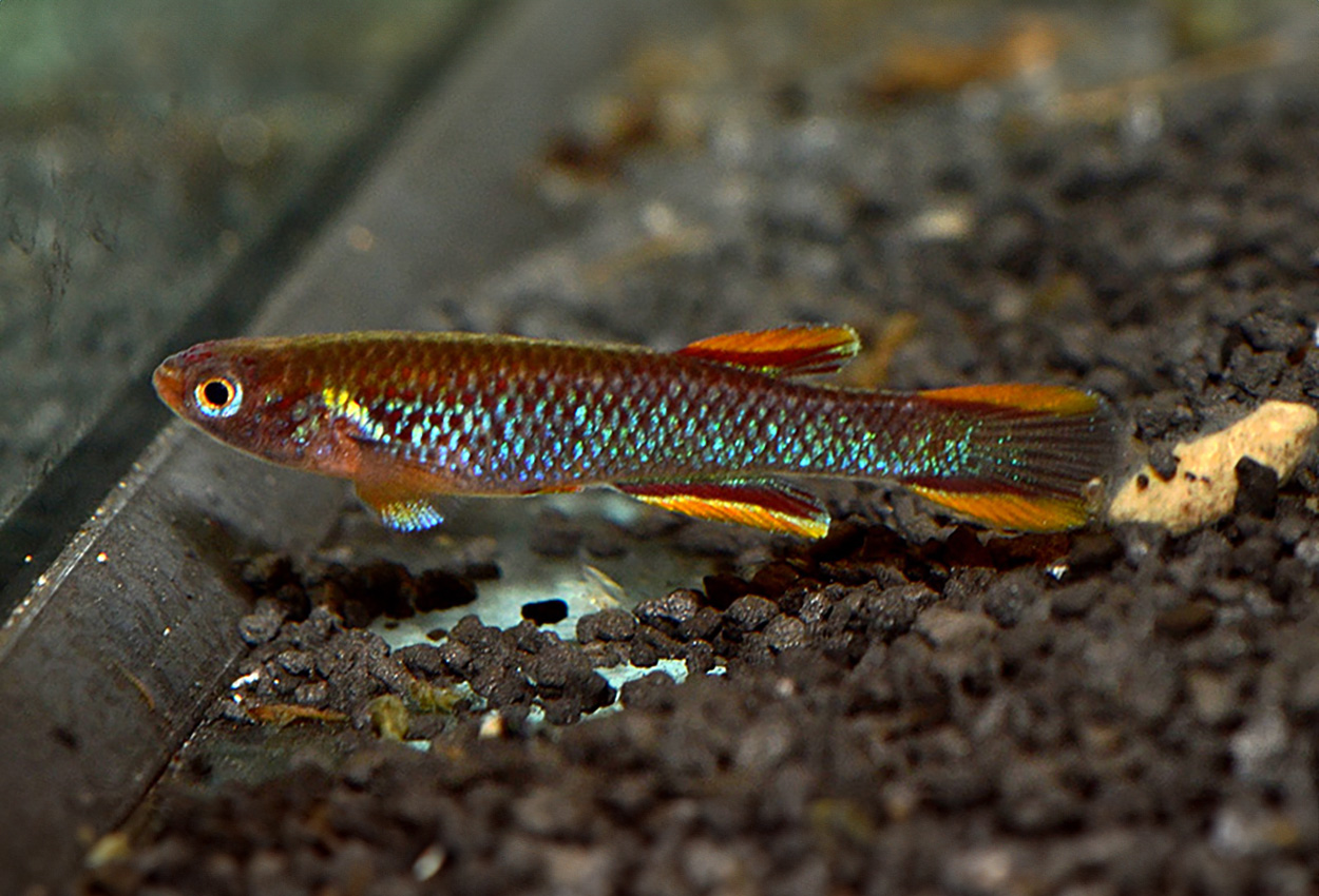 Aphyosemion coeleste, Malinga