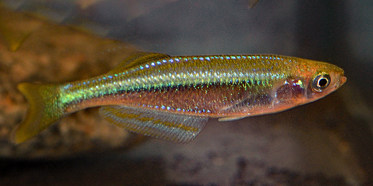 Lamprichthys tanganicanus