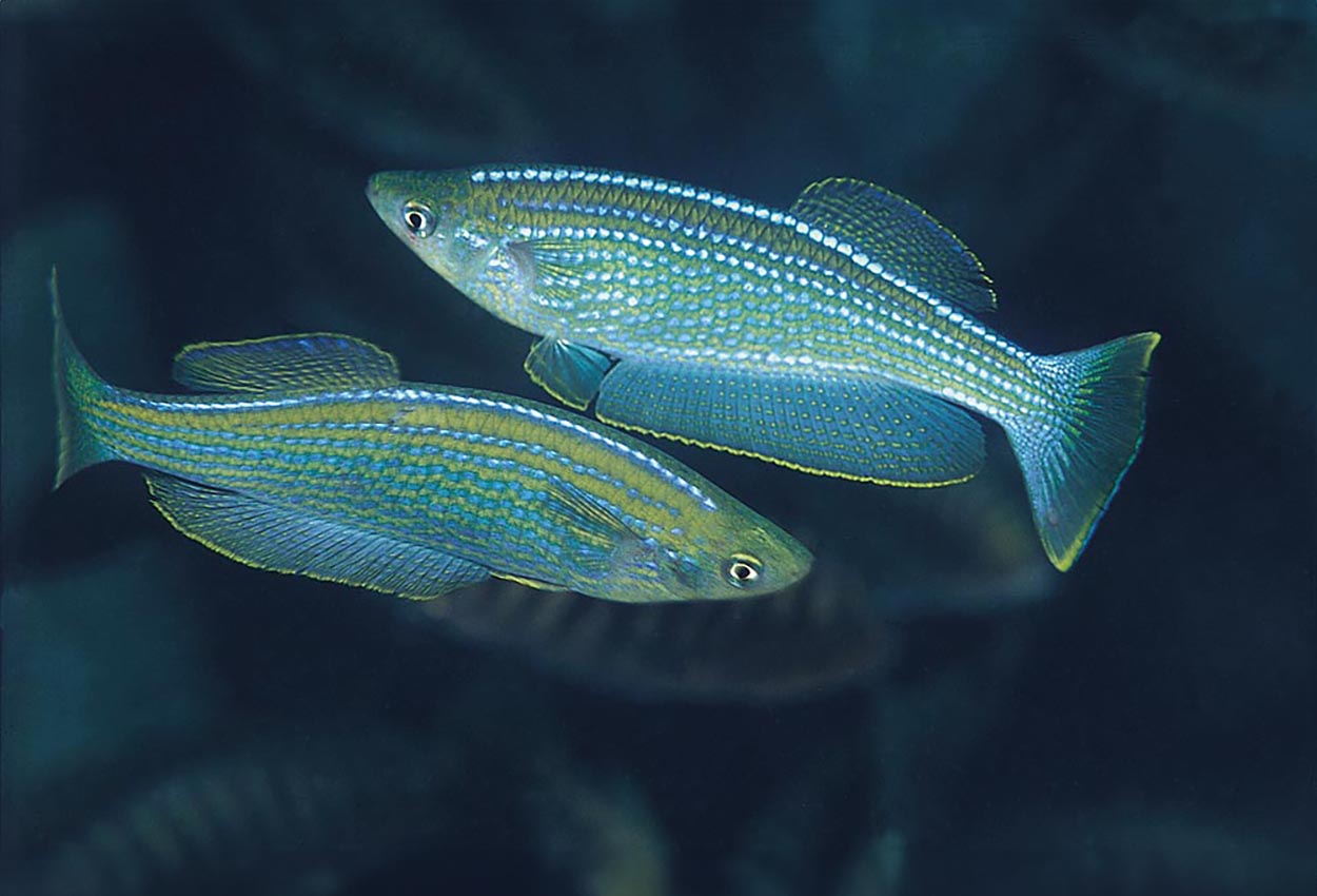 Lamprichthys tanganicanus