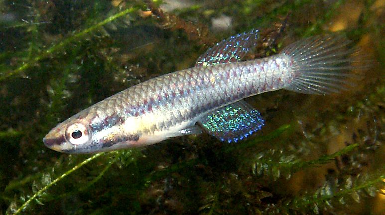 Chromaphyosemion bitaeniatum "Afanyangan, TMBB 90/13