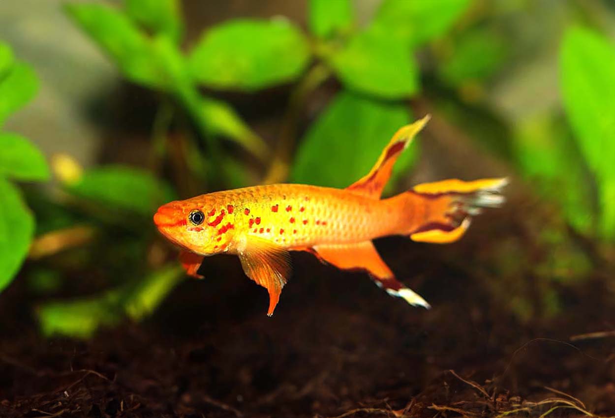 Aphyosemion australe, 'Gold'