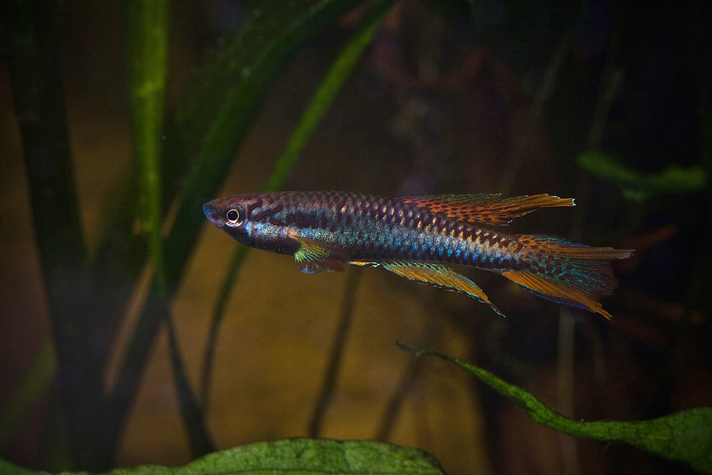Chromaphyosemion bitaeniatum, Lagos