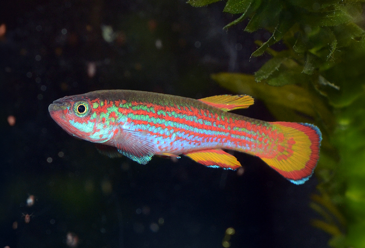 Aphyosemion primigenium