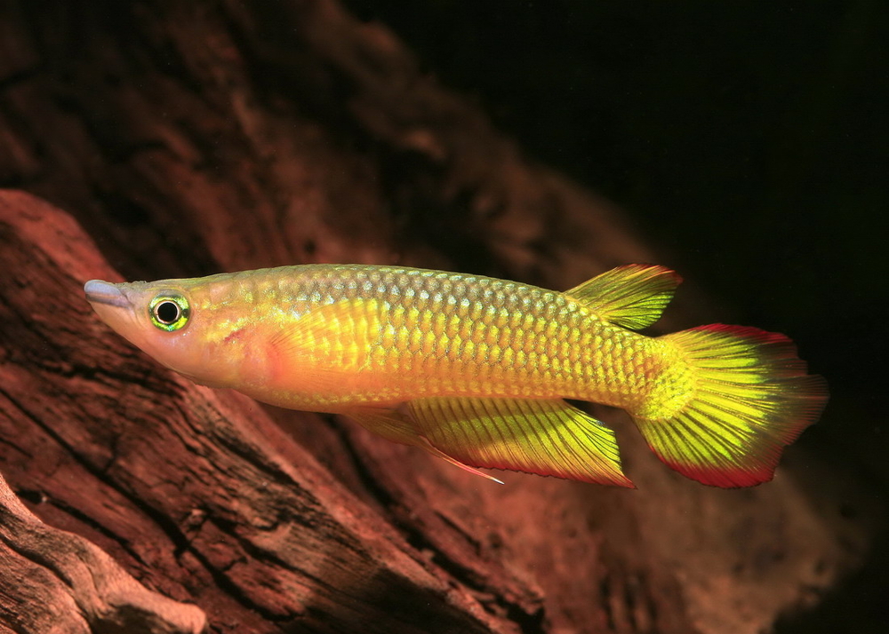Aplocheilus lineatus