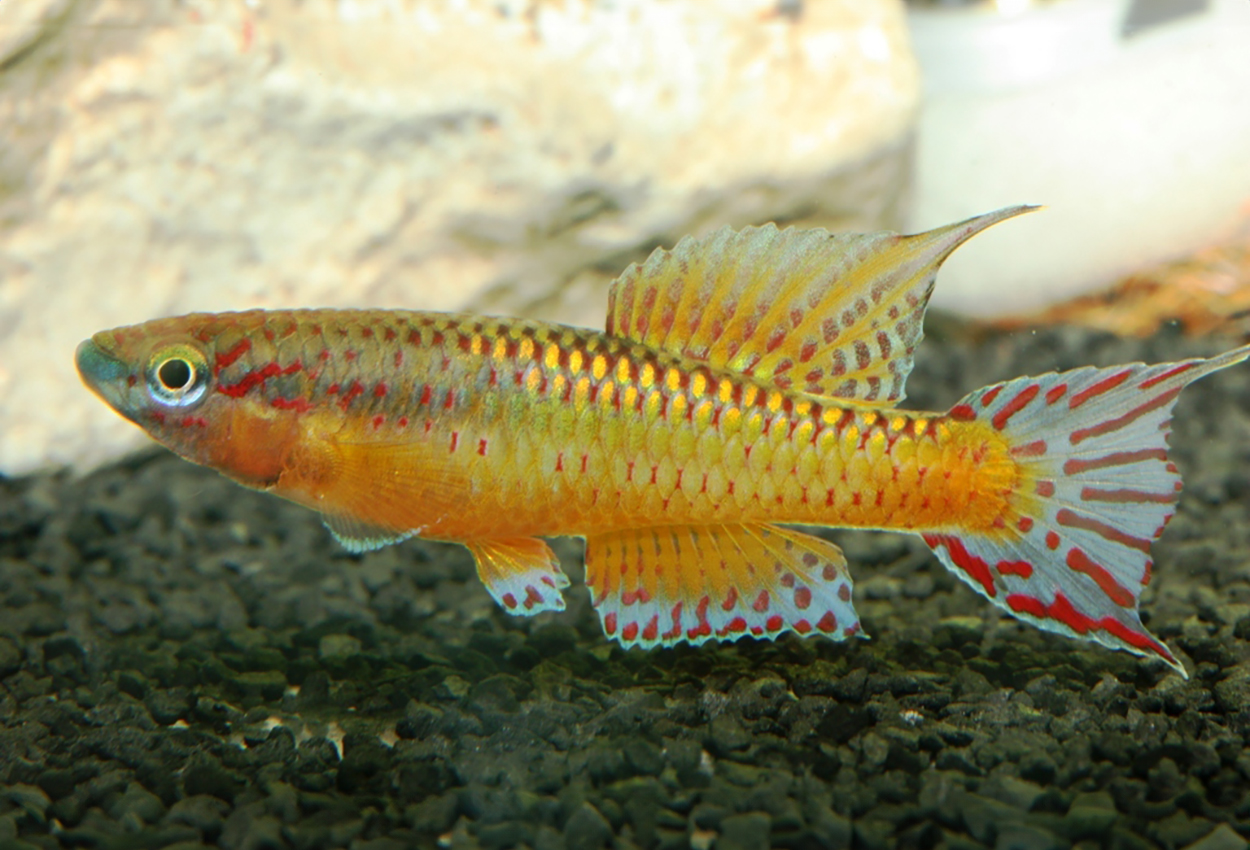 Chromaphyosemion loennbergii
