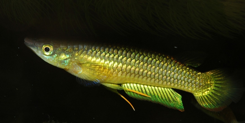 Aplocheilus lineatus "gold"
