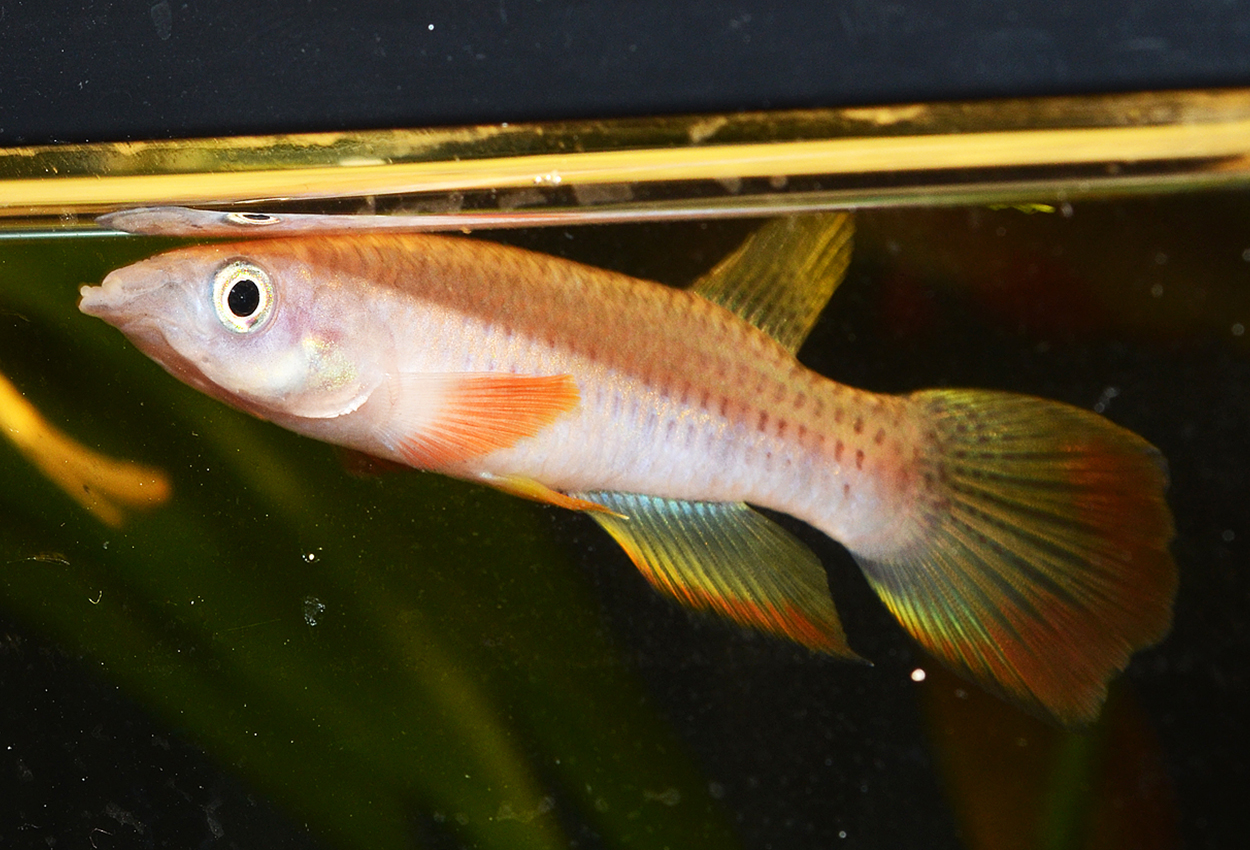 Epiplatys chaperi, Angona