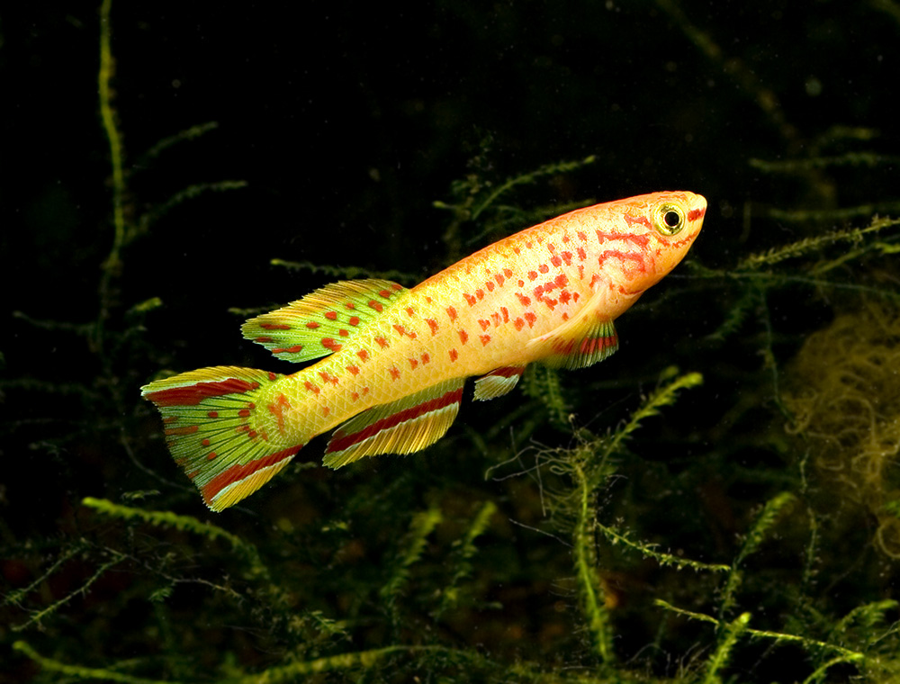 Fundulopanchax gardneri 'golden'