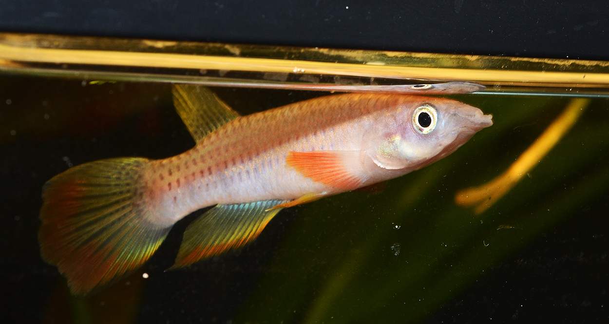 Killi: Epiplatys chaperi