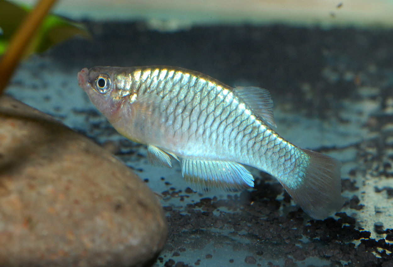 Rhexipanchax nimbaensis