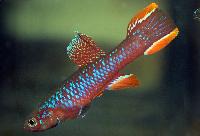 Diapteron fulgens