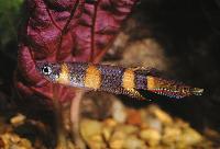 Pseudepiplatys annulatus