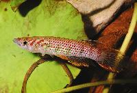 Epiplatys sexfasciatus