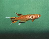 Aphyosemion australe