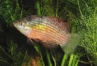 Jordanella floridae