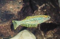 Lamprichthys tanganicanus