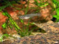 Fundulopanchax gardneri (12mm yngel)