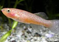 Fundulopanchax gardneri (hona)