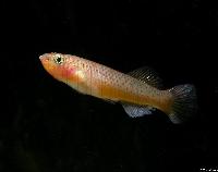 Fundulopanchax gardneri (hona)