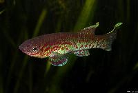 Fundulopanchax gardneri (hane)