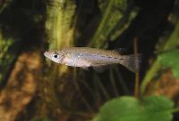 Aplocheilus panchax