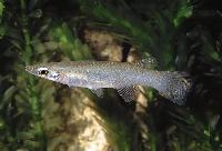 Oxyzygonectes dovii