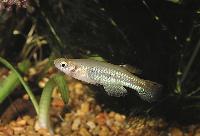 Lacustricola pumilus