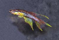 Chromaphyosemion bivittatum