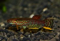 Aphyosemion campomaanense