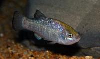 Cyprinodon nevadensis mionectens