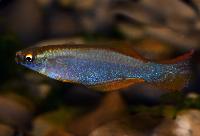 Procatopus nototaenia