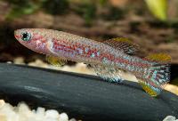 Fundulopanchax mirabilis mirabilis