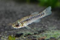 Aphanius saourensis