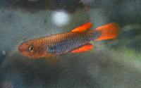 Aphyosemion citrineipinnis