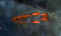 Aphyosemion citrineipinnis