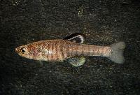 Aphanius asquamatus, Hazer Gölu