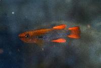 Aphyosemion citrineipinnis