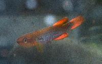 Aphyosemion citrineipinnis