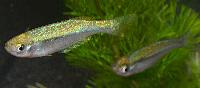Lamprichthys tanganicanus