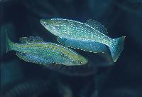Lamprichthys tanganicanus
