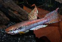 Chromaphyosemion bitaeniatum "Afanyangan, TMBB 90/13