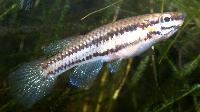Chromaphyosemion bitaeniatum "Afanyangan, TMBB 90/13