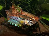 Chromaphyosemion bitaeniatum "Afanyangan, TMBB 90/13