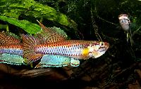 Chromaphyosemion bitaeniatum "Afanyangan, TMBB 90/13