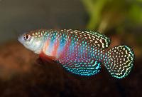 Simpsonichthys picturatus