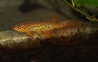 Fundulopanchax fallax, CI98