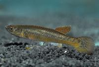 Scriptaphyosemion fredrodi, Matanga